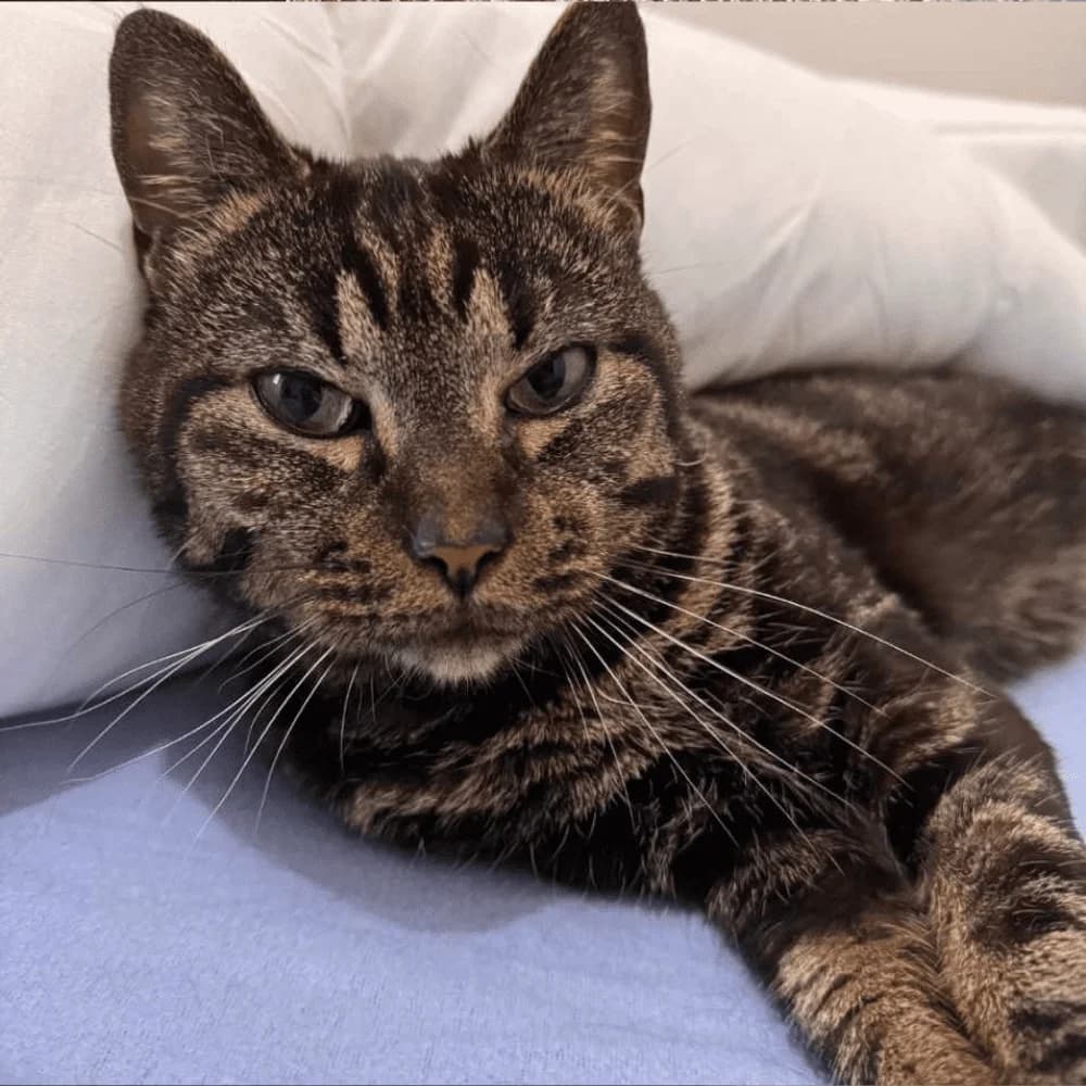 Jack, Mixed Breed for adoption at Les Chachous de Chacha, les chachous de chacha
