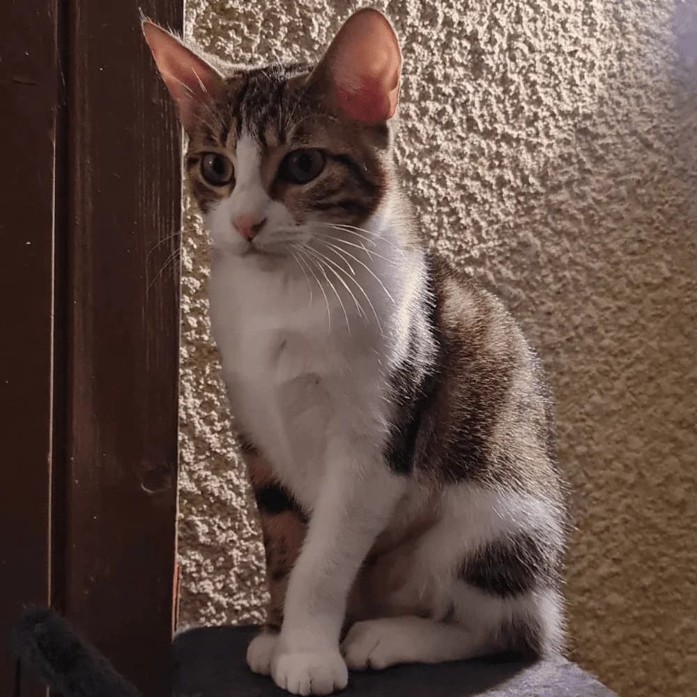 Jazz, Mixed Breed for adoption at Les Chachous de Chacha, les chachous de chacha