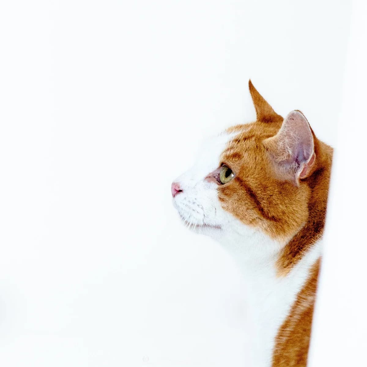 Jimmy, Mixed Breed for adoption at Les Chachous de Chacha, les chachous de chacha