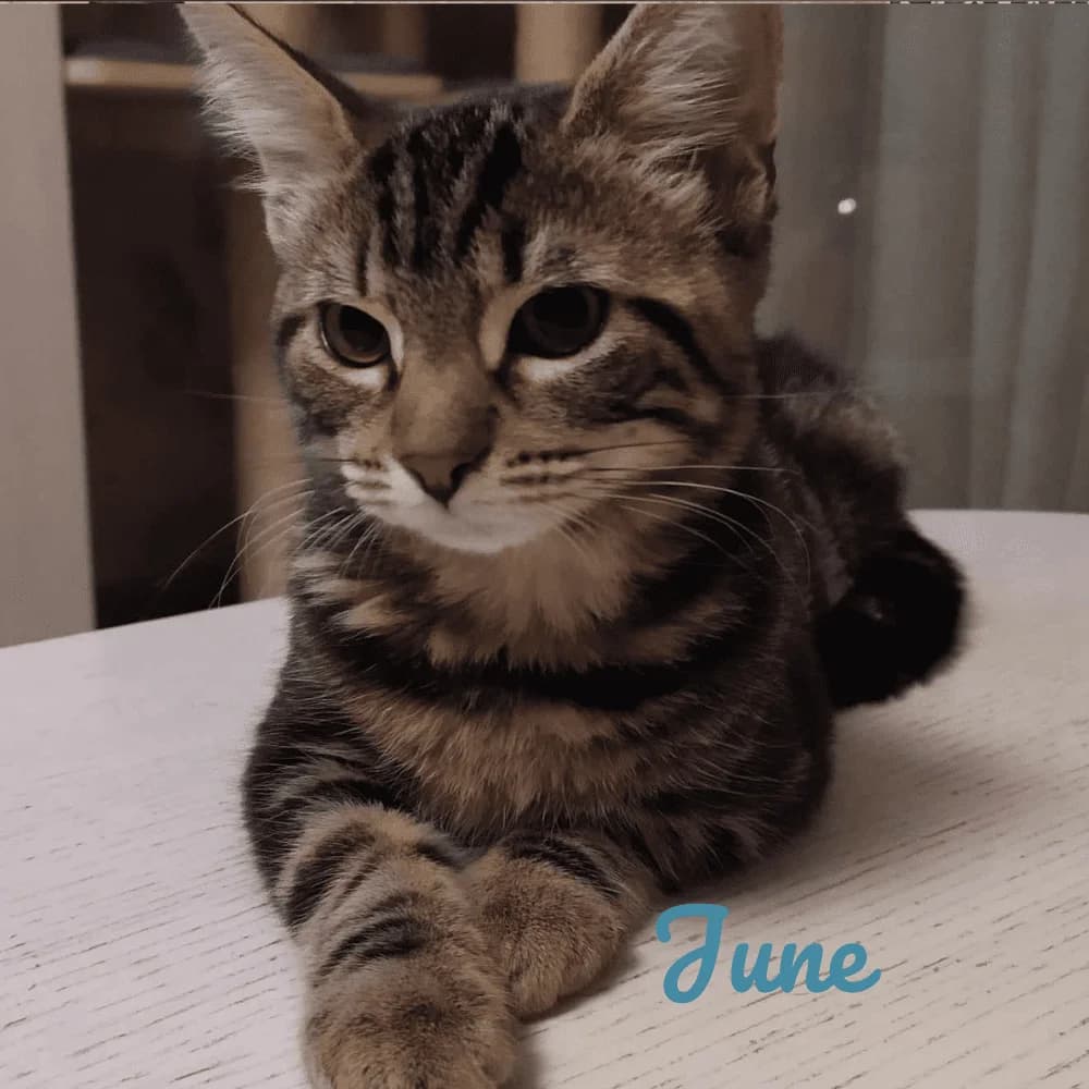 June, Mixed Breed for adoption at Les Chachous de Chacha, les chachous de chacha
