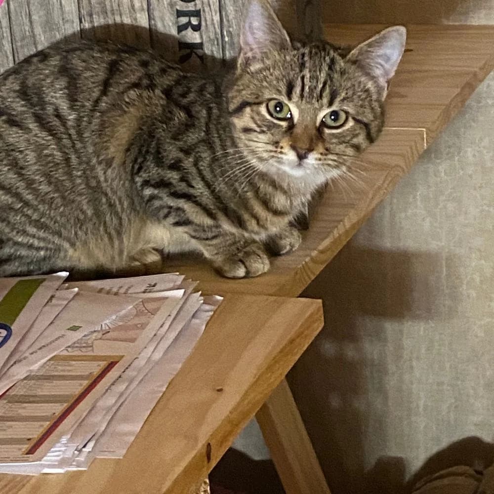 Justine, 4yo Mixed Breed for adoption at Les Chachous de Chacha, les chachous de chacha