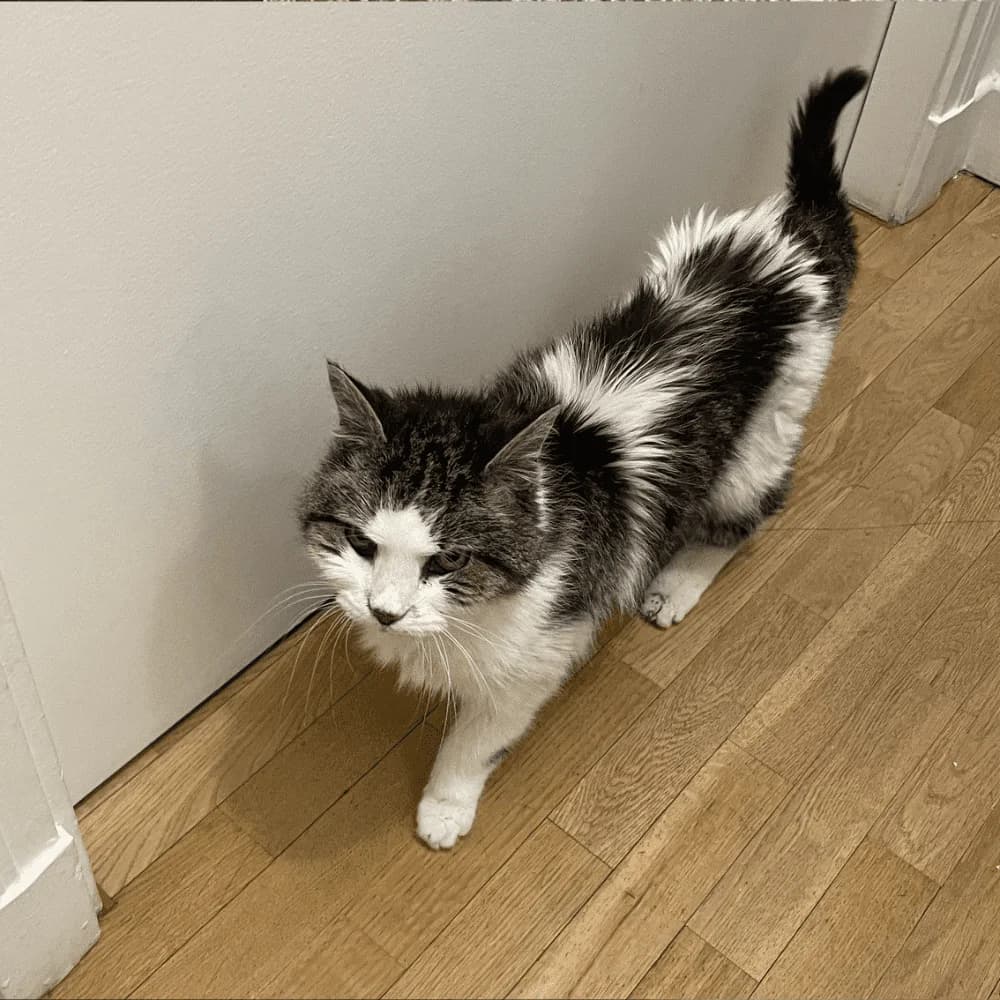 Kaleen, Mixed Breed for adoption at Les Chachous de Chacha, les chachous de chacha