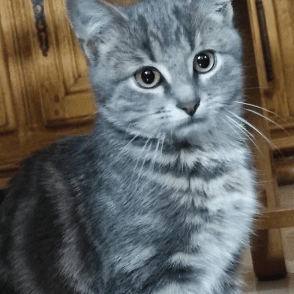 Kiba, Mixed Breed for adoption at Les Chachous de Chacha, les chachous de chacha