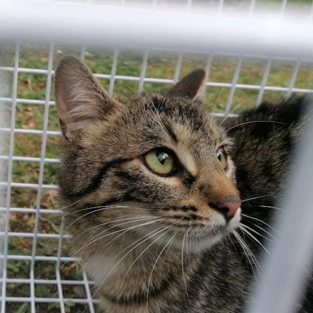 Kiki, Mixed Breed for adoption at Les Chachous de Chacha, les chachous de chacha