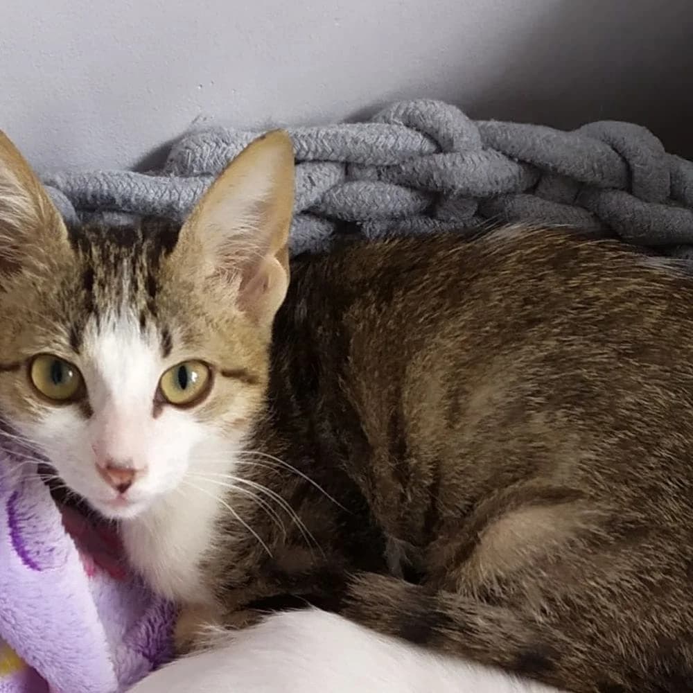 Kinder, 4yo Mixed Breed for adoption at Les Chachous de Chacha, les chachous de chacha