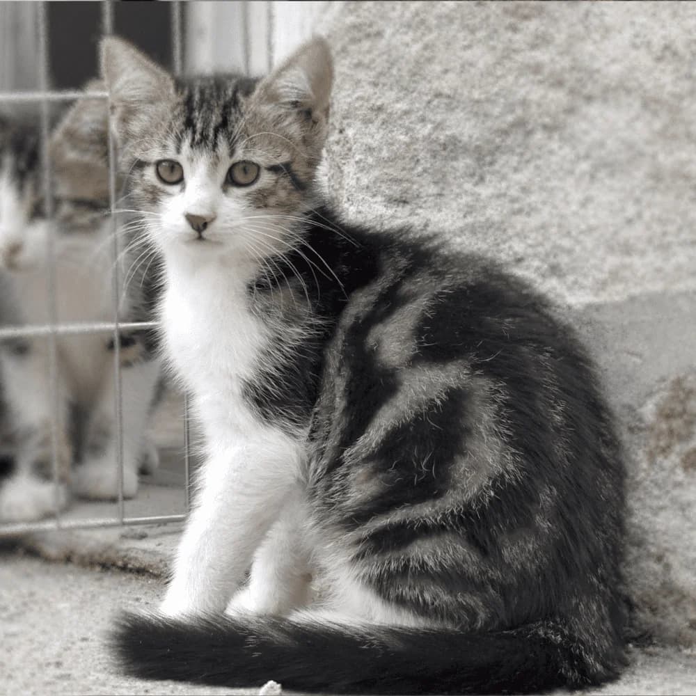 Kirin, Mixed Breed for adoption at Les Chachous de Chacha, les chachous de chacha