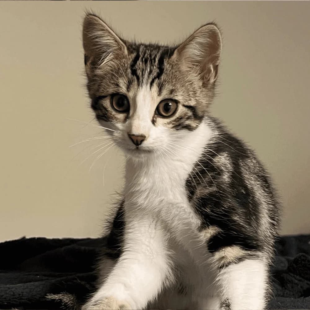 Kiwi, Mixed Breed for adoption at Les Chachous de Chacha, les chachous de chacha