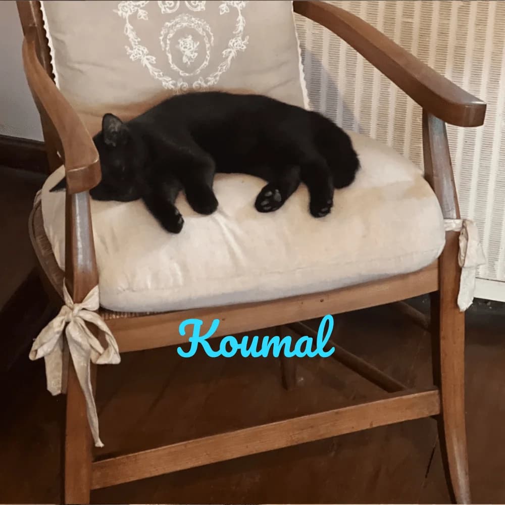 koumal, puppy Mixed Breed for adoption at Les Chachous de Chacha, les chachous de chacha