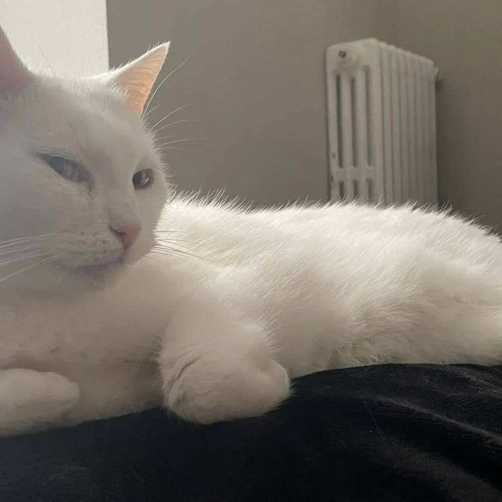 Lafayette, Mixed Breed for adoption at Les Chachous de Chacha, les chachous de chacha