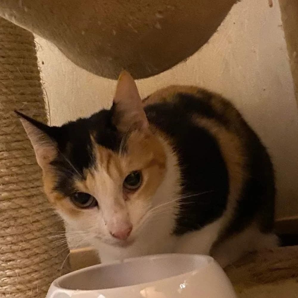 Lagertha, Mixed Breed for adoption at Les Chachous de Chacha, les chachous de chacha