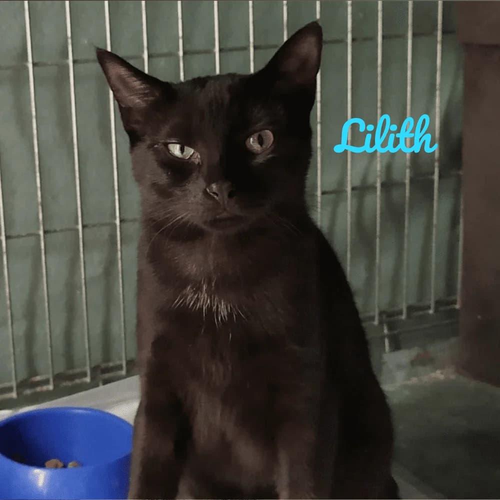 Lilith, Mixed Breed for adoption at Les Chachous de Chacha, les chachous de chacha