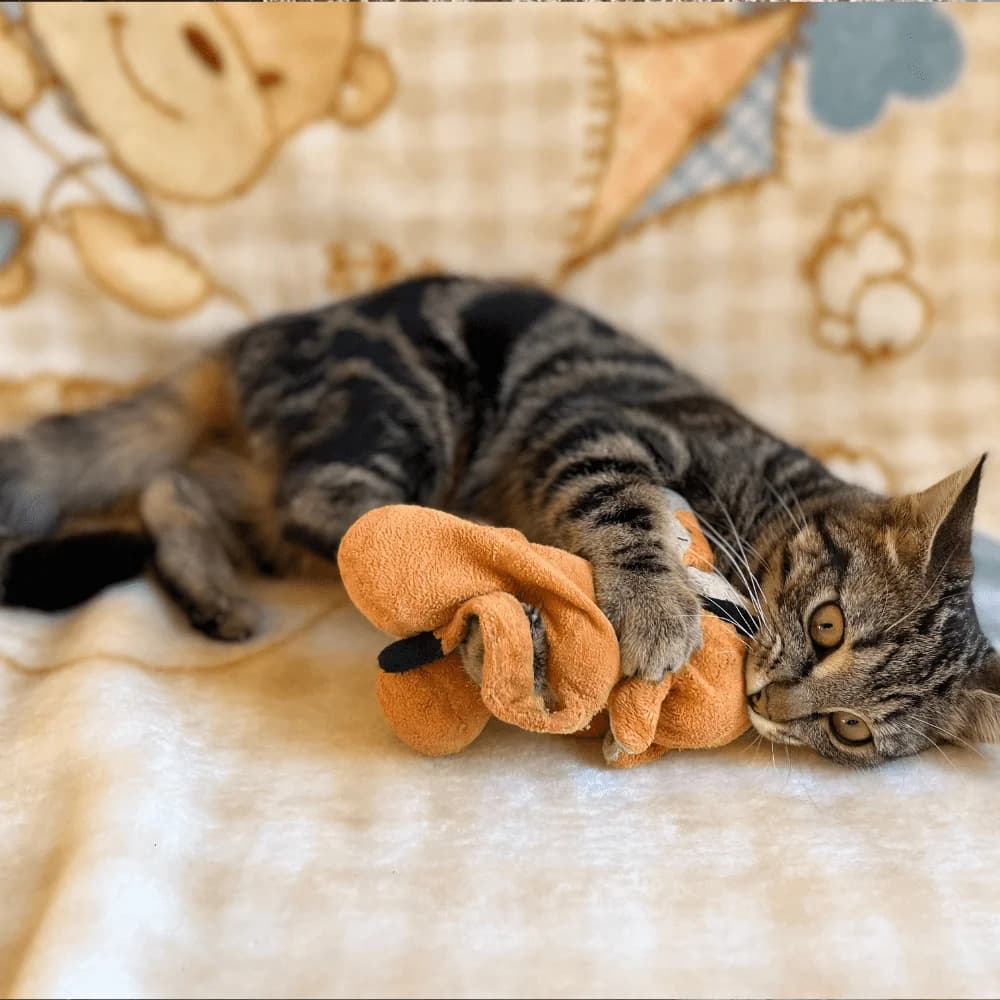 Lily, Mixed Breed for adoption at Les Chachous de Chacha, les chachous de chacha