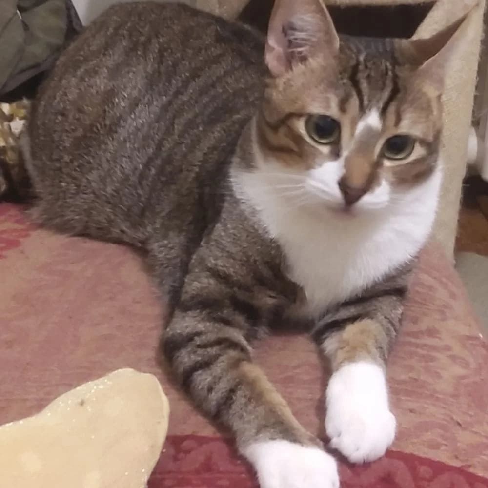 Lotus, Mixed Breed for adoption at Les Chachous de Chacha, les chachous de chacha