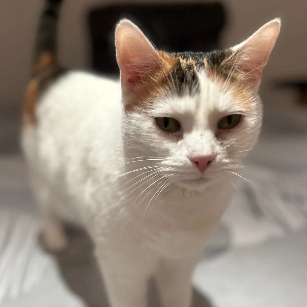 Loupiotte, Mixed Breed for adoption at Les Chachous de Chacha, les chachous de chacha