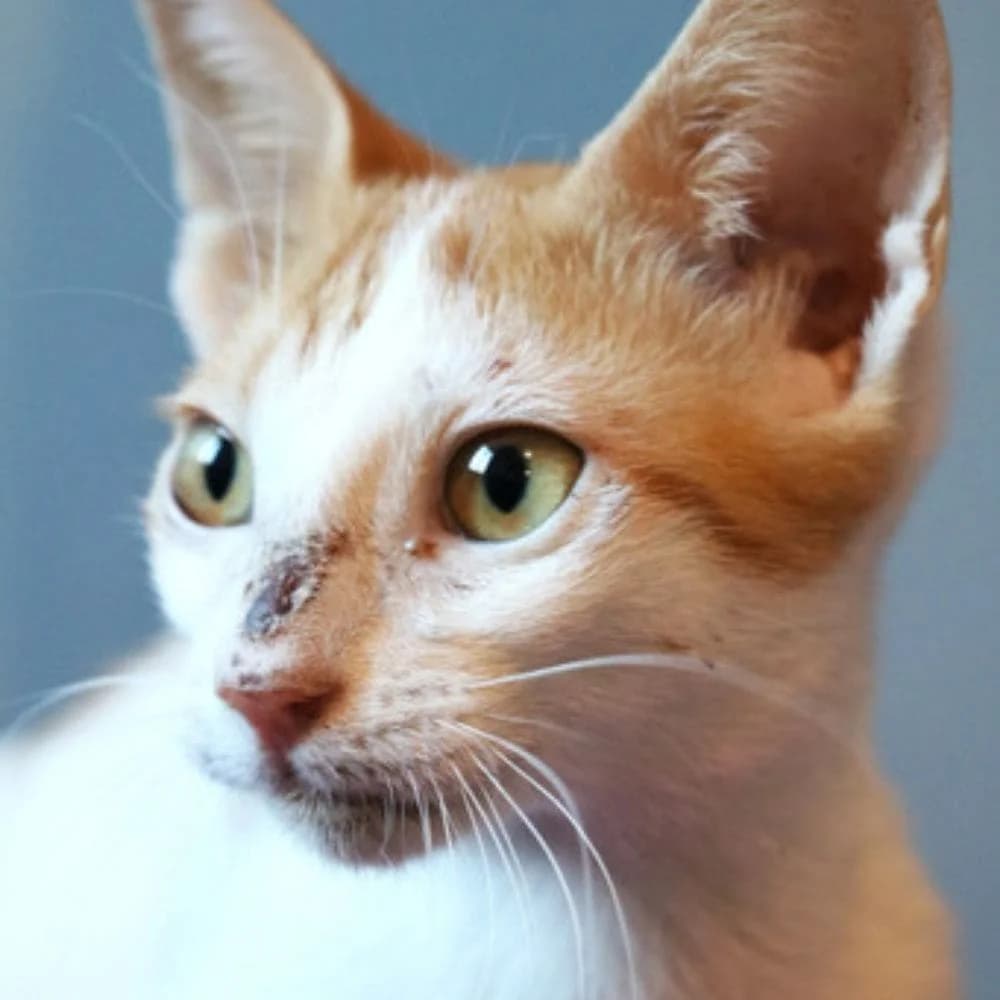 Lucky, Mixed Breed for adoption at Les Chachous de Chacha, les chachous de chacha