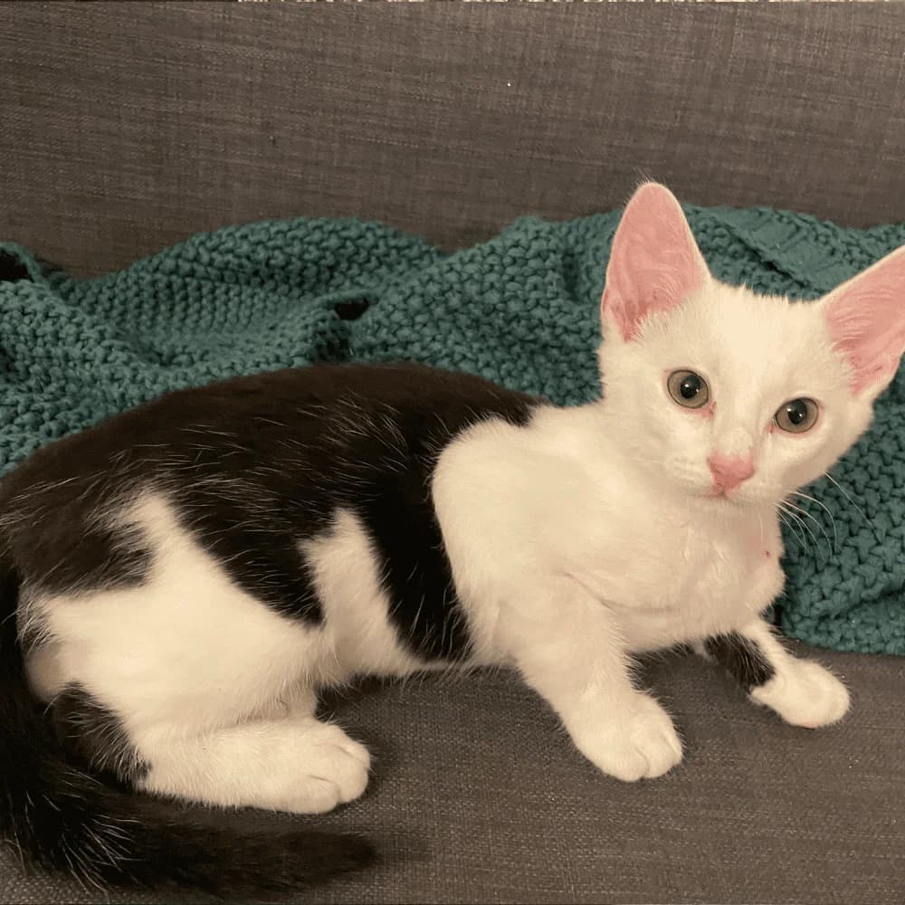 Lucky, puppy Mixed Breed for adoption at Les Chachous de Chacha, les chachous de chacha