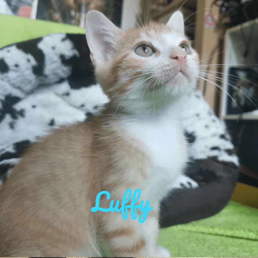 Luffy, Mixed Breed for adoption at Les Chachous de Chacha, les chachous de chacha