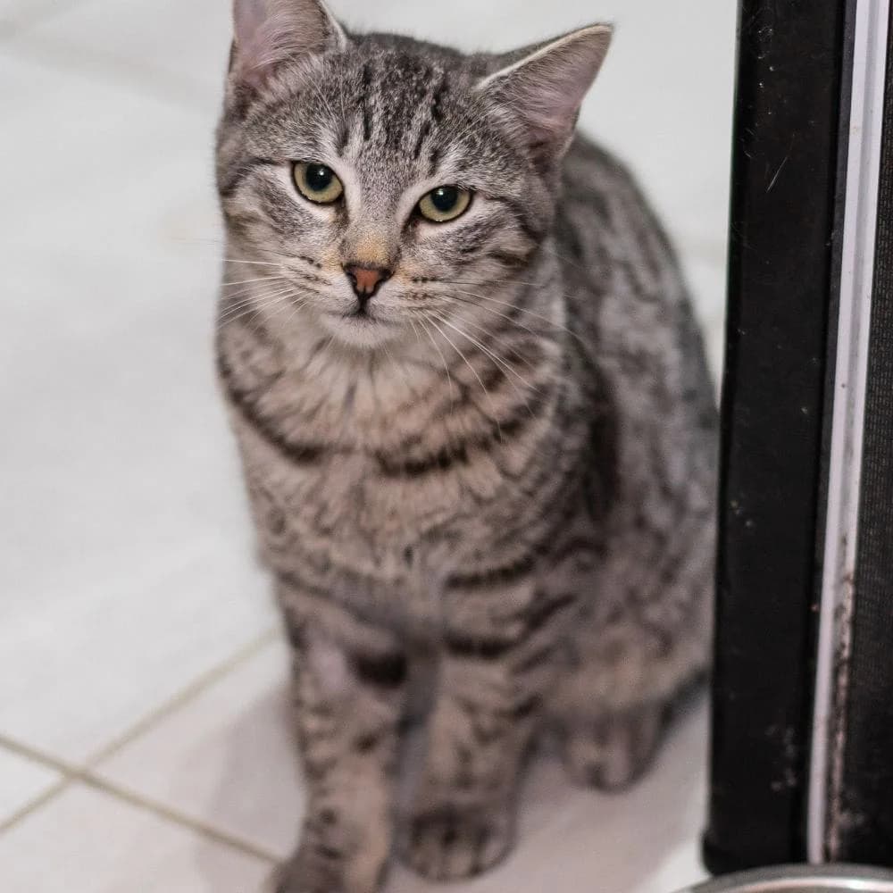 Lune, Mixed Breed for adoption at Les Chachous de Chacha, les chachous de chacha