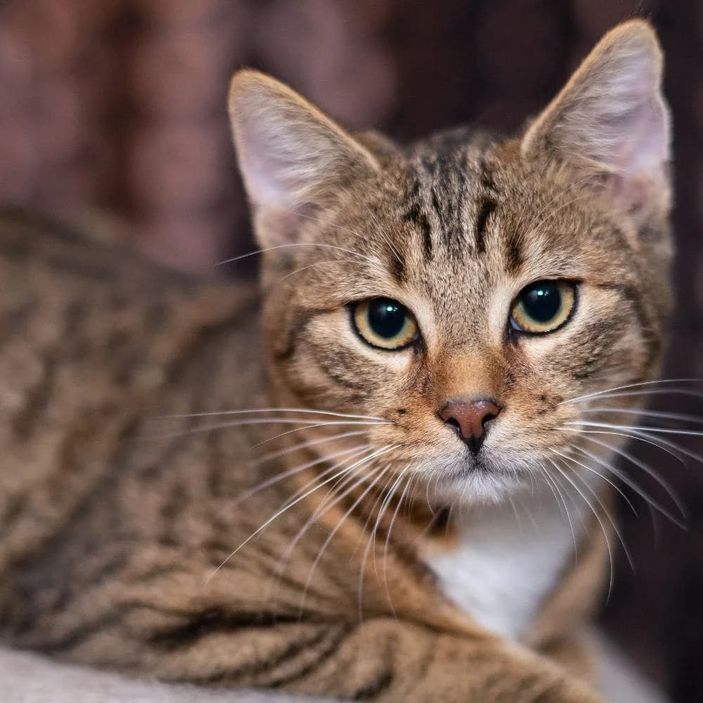 Malou, Mixed Breed for adoption at Les Chachous de Chacha, les chachous de chacha