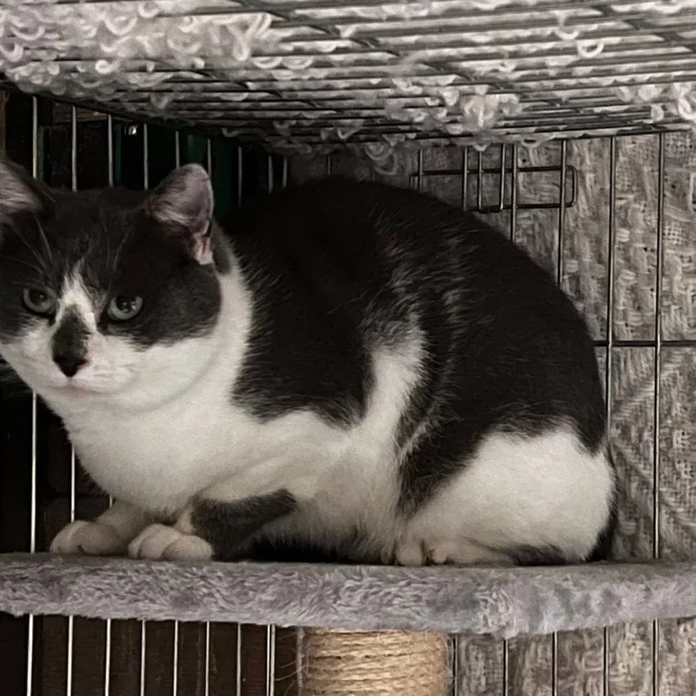 Marcel, Mixed Breed for adoption at Les Chachous de Chacha, les chachous de chacha