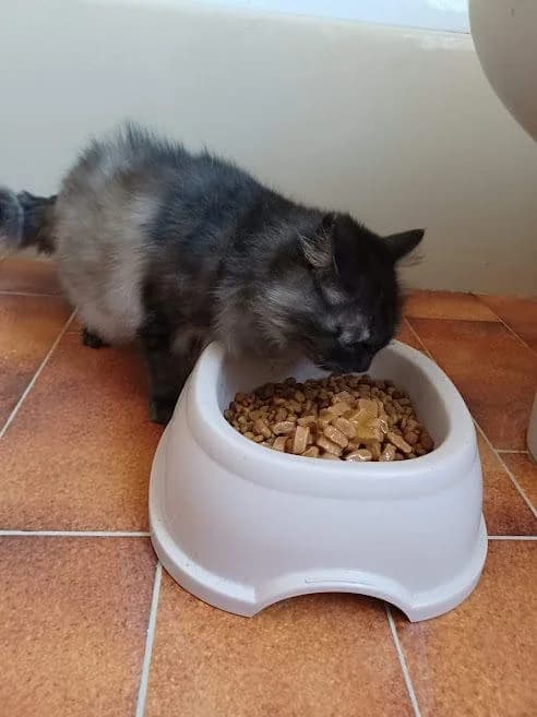 Marusea, Mixed Breed for adoption at Les Chachous de Chacha, les chachous de chacha