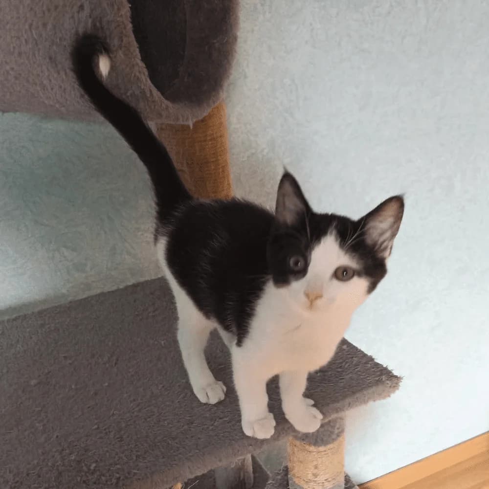 Menthe, Mixed Breed for adoption at Les Chachous de Chacha, les chachous de chacha