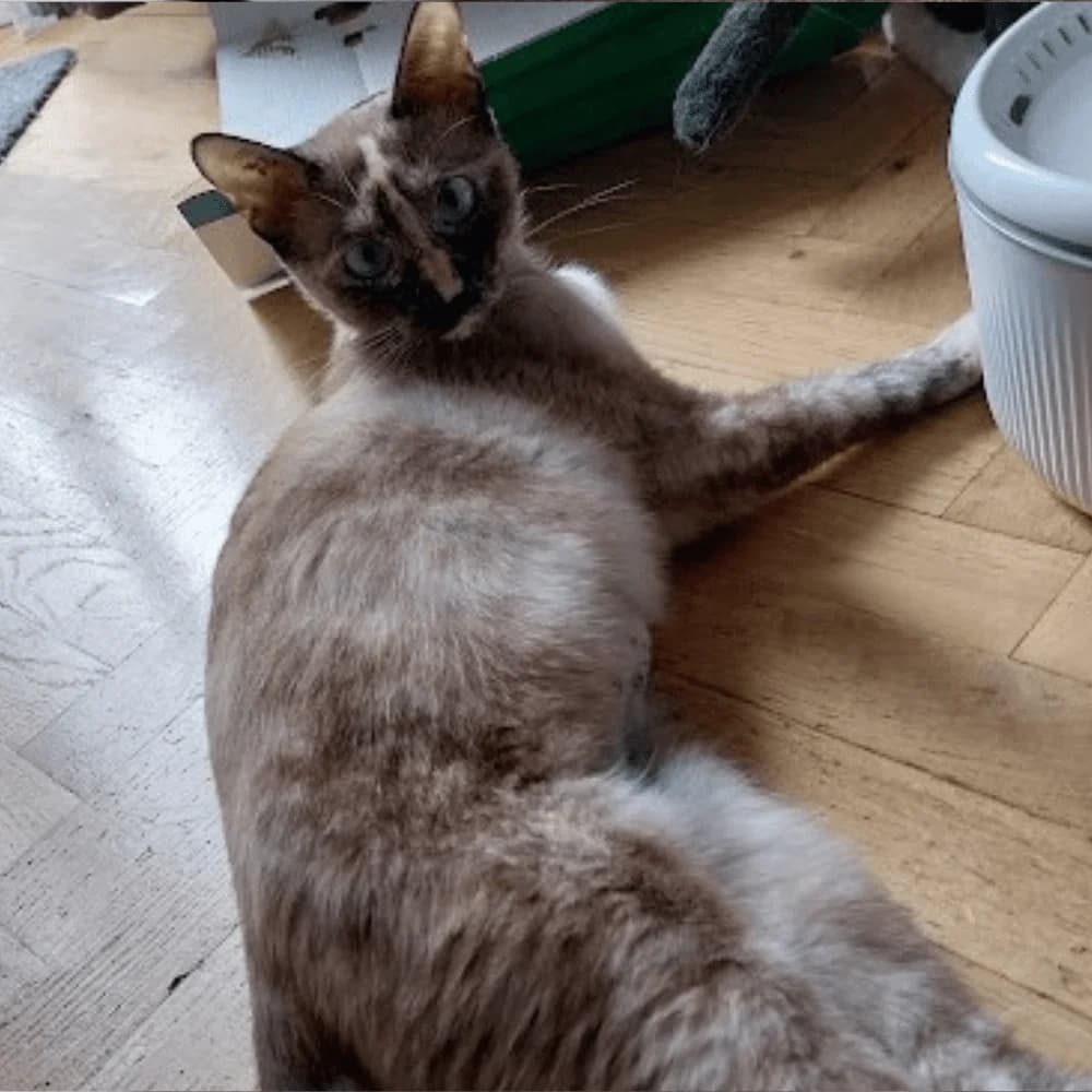 Mercredi, Mixed Breed for adoption at Les Chachous de Chacha, les chachous de chacha