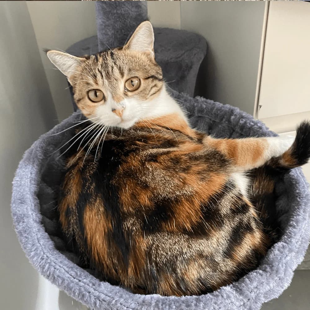 Merry, Mixed Breed for adoption at Les Chachous de Chacha, les chachous de chacha