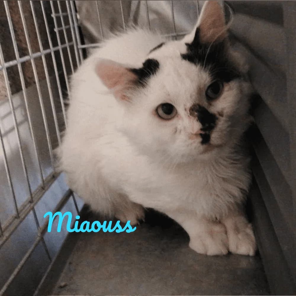 Miaouss, Mixed Breed for adoption at Les Chachous de Chacha, les chachous de chacha