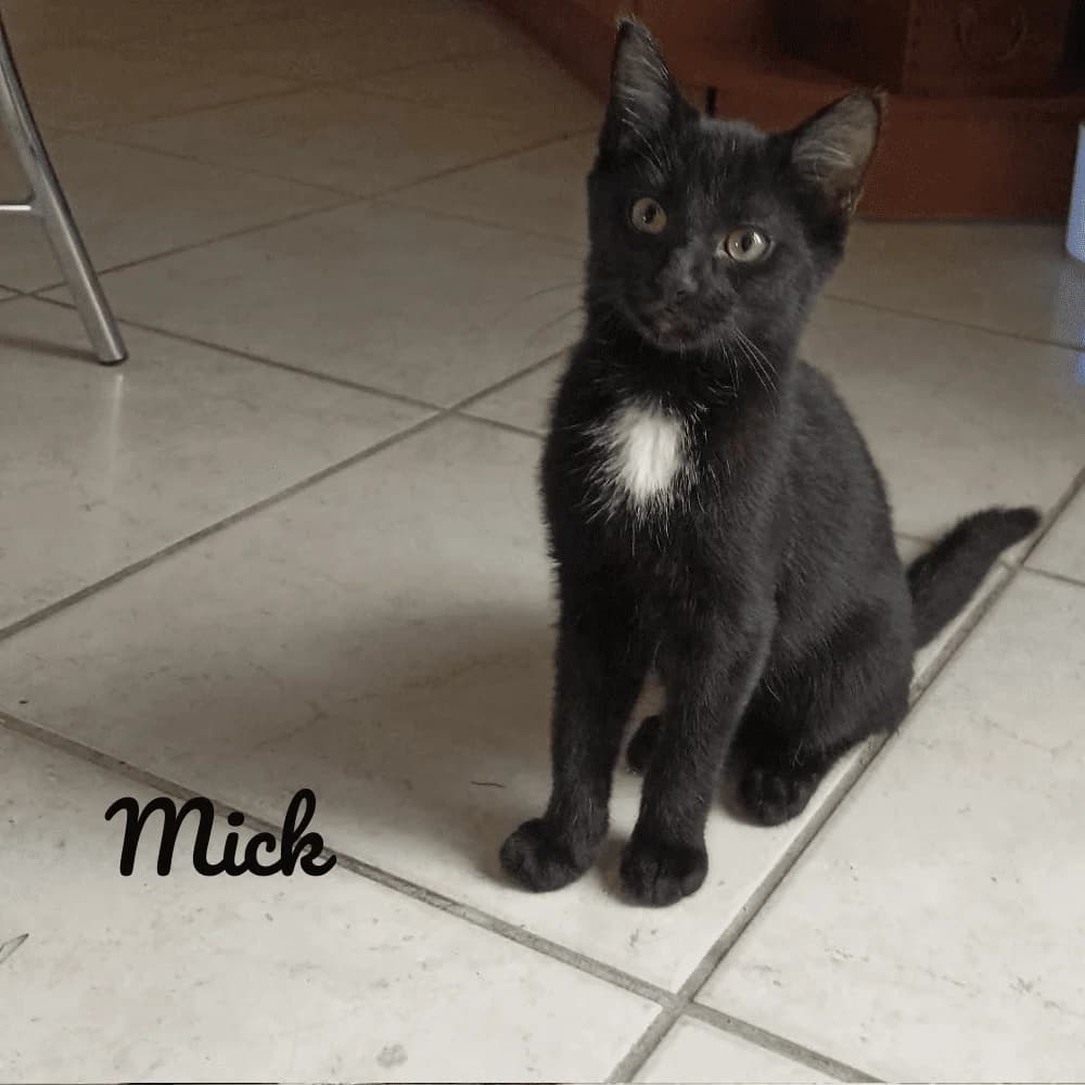 Mick, Mixed Breed for adoption at Les Chachous de Chacha, les chachous de chacha