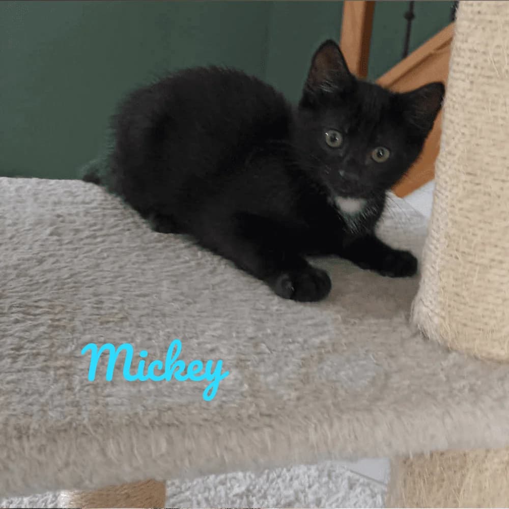 Mickey, puppy Mixed Breed for adoption at Les Chachous de Chacha, les chachous de chacha