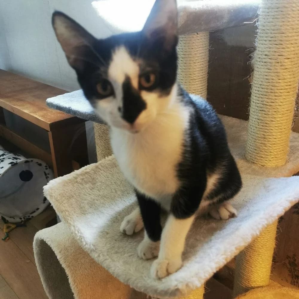 Micky, 4yo Mixed Breed for adoption at Les Chachous de Chacha, les chachous de chacha