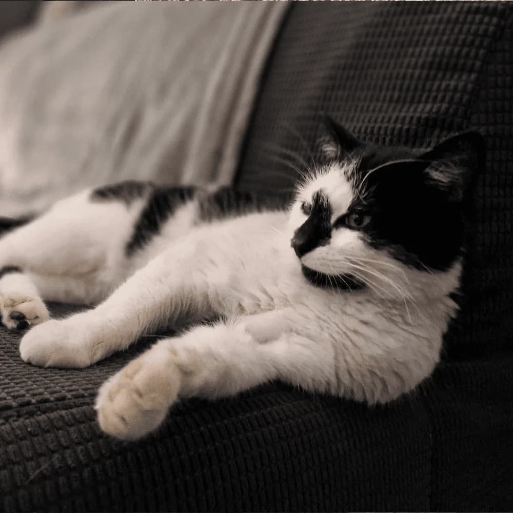 Milord, Mixed Breed for adoption at Les Chachous de Chacha, les chachous de chacha