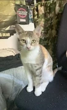 Mimi, Mixed Breed for adoption at Les Chachous de Chacha, les chachous de chacha