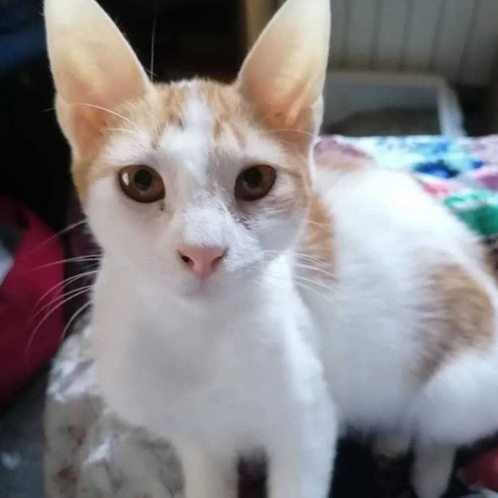 Mimie, Mixed Breed for adoption at Les Chachous de Chacha, les chachous de chacha