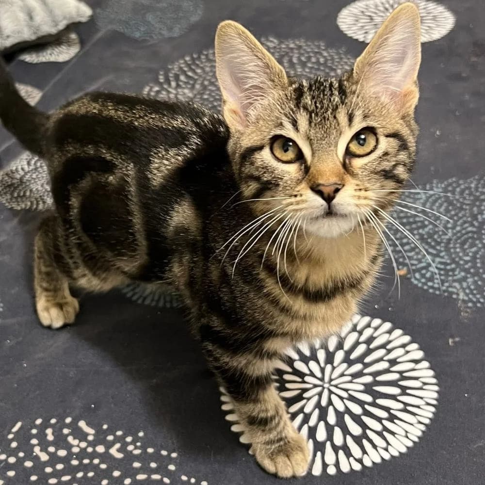 Mimosa, Mixed Breed for adoption at Les Chachous de Chacha, les chachous de chacha