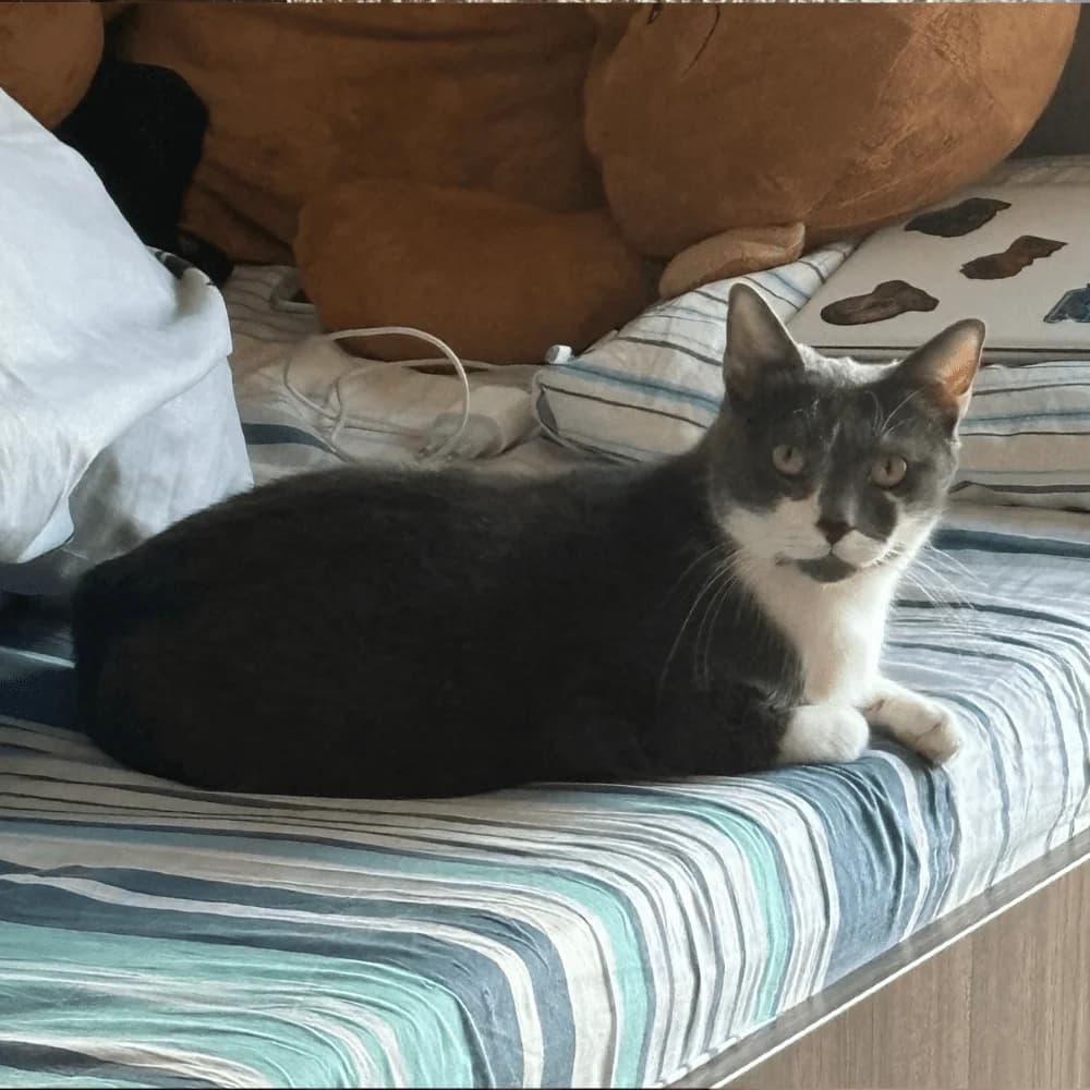 Minou, Mixed Breed for adoption at Les Chachous de Chacha, les chachous de chacha