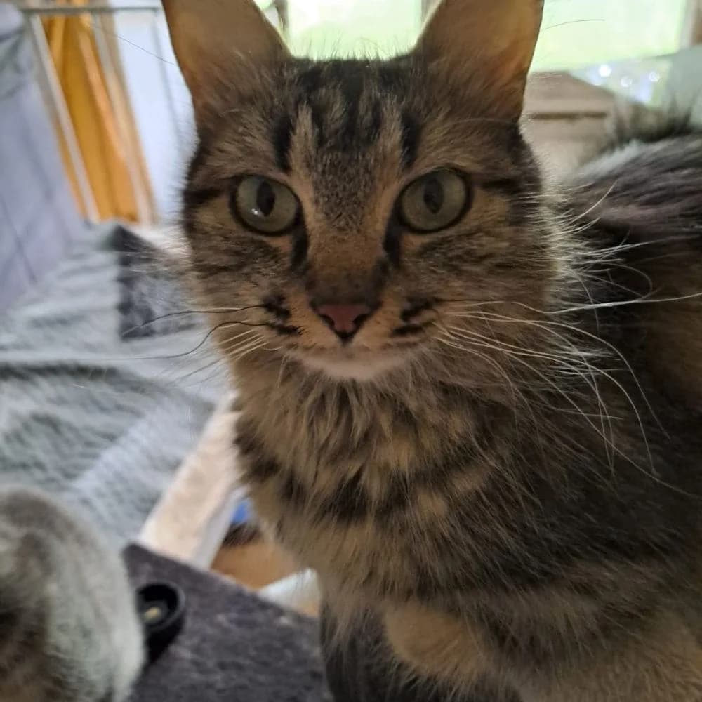 Minouche, Mixed Breed for adoption at Les Chachous de Chacha, les chachous de chacha