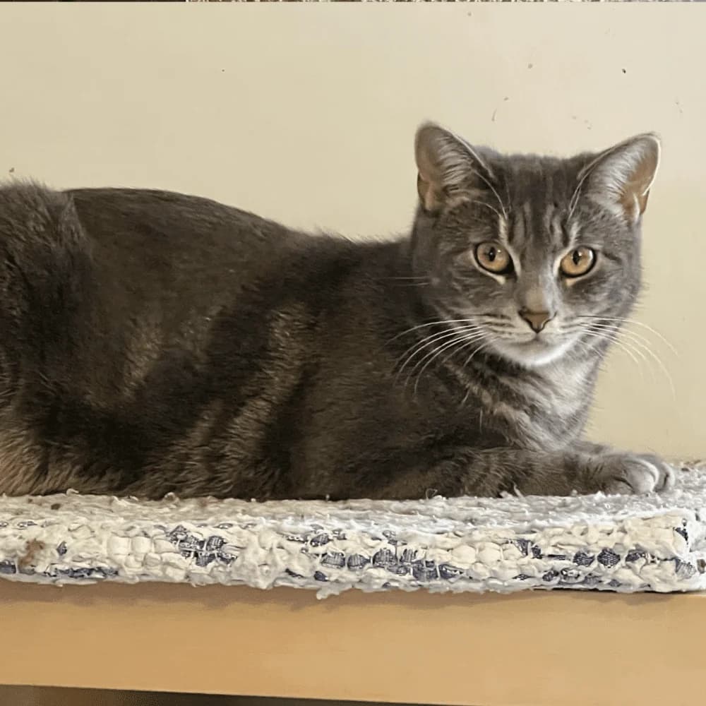 Mirabelle, Mixed Breed for adoption at Les Chachous de Chacha, les chachous de chacha