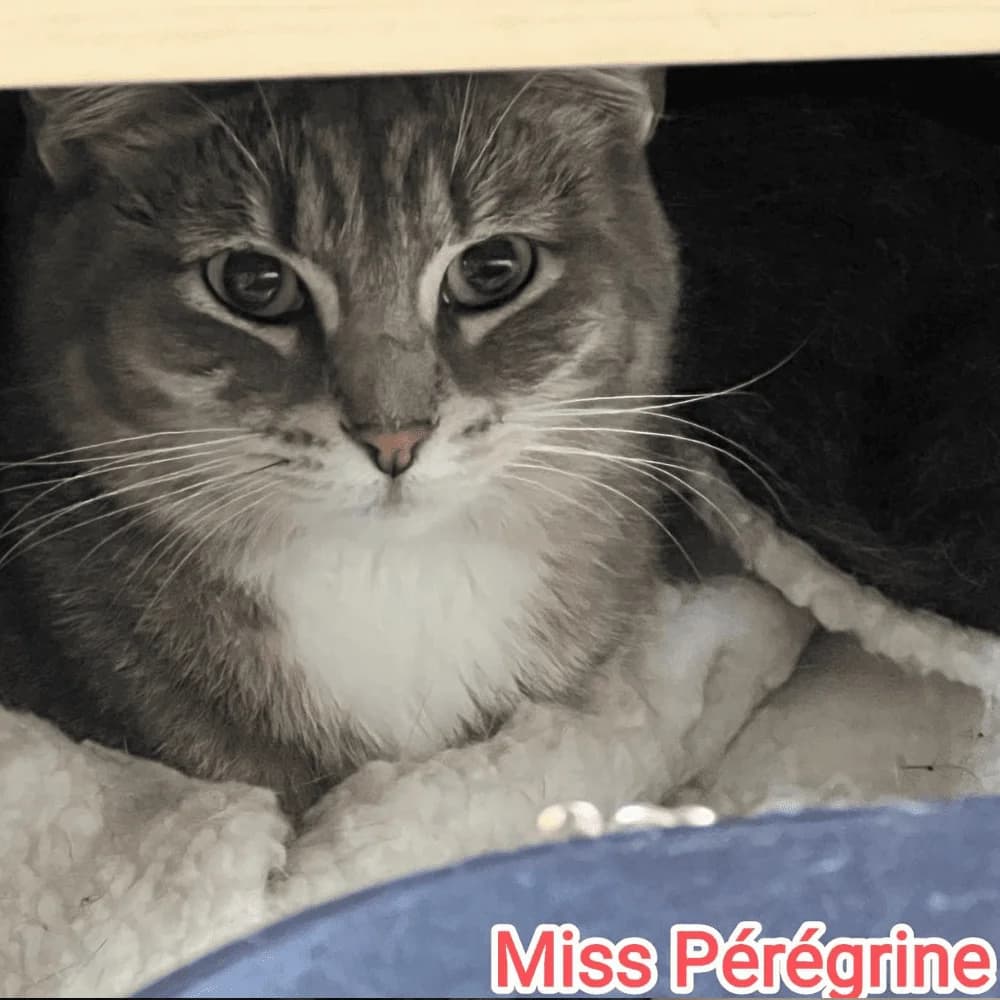 Miss Pérégrine, Mixed Breed for adoption at Les Chachous de Chacha, les chachous de chacha