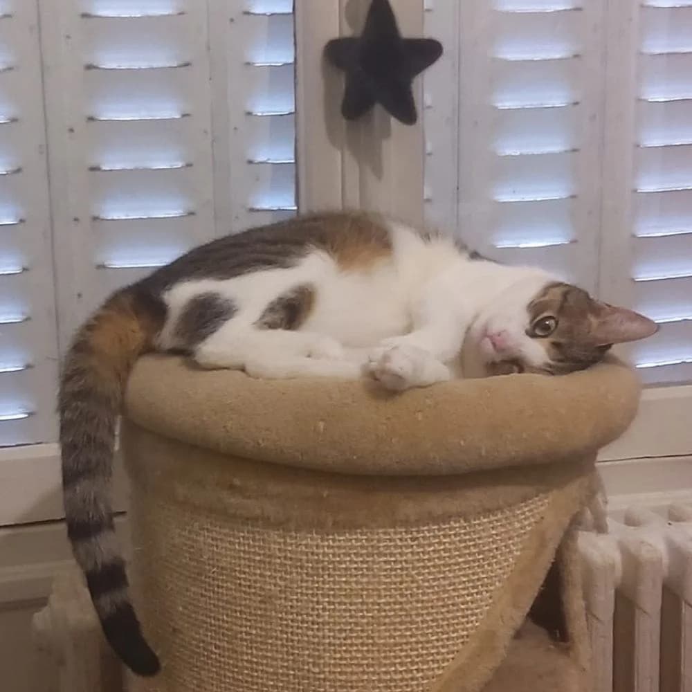 Miss Rose, Mixed Breed for adoption at Les Chachous de Chacha, les chachous de chacha