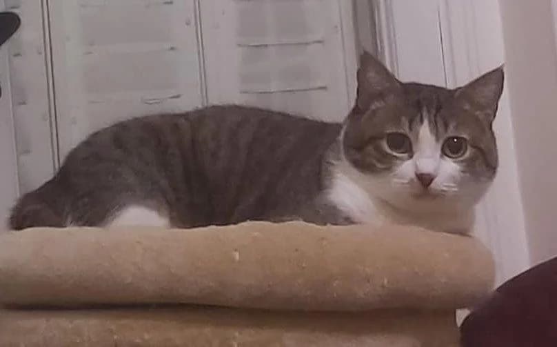 Miss Salade, Mixed Breed for adoption at Les Chachous de Chacha, les chachous de chacha