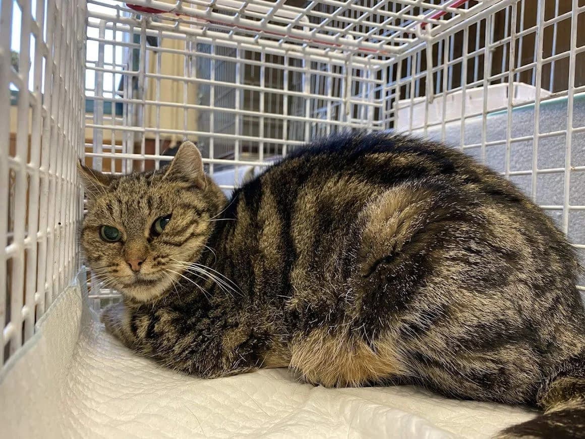 Mistigri, Mixed Breed for adoption at Les Chachous de Chacha, les chachous de chacha