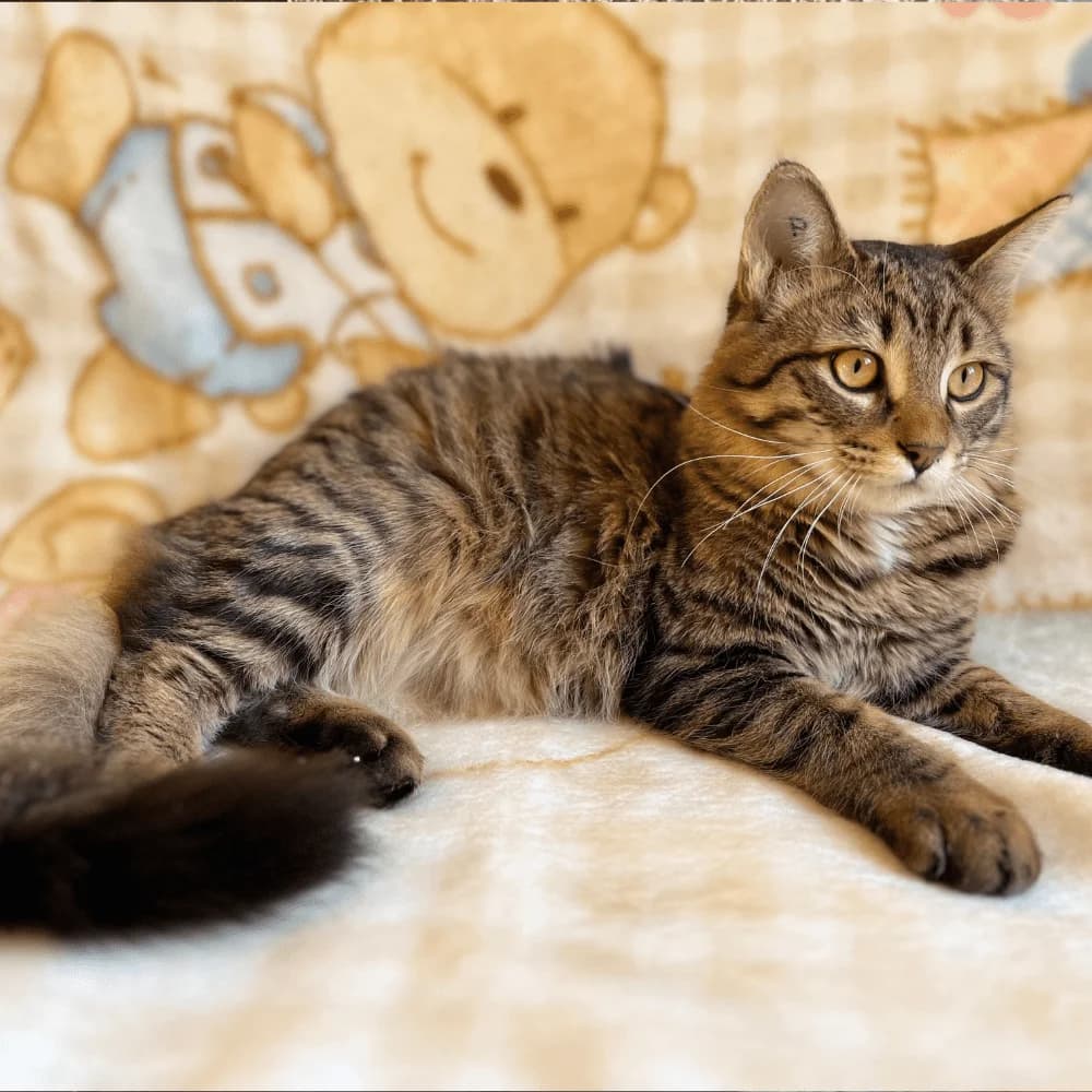 Mistigris, Mixed Breed for adoption at Les Chachous de Chacha, les chachous de chacha