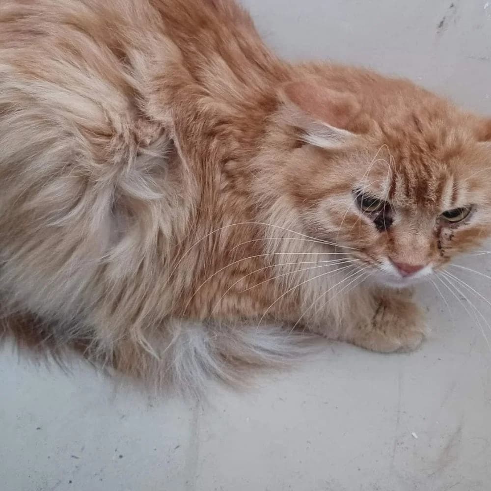 Mojito, Mixed Breed for adoption at Les Chachous de Chacha, les chachous de chacha