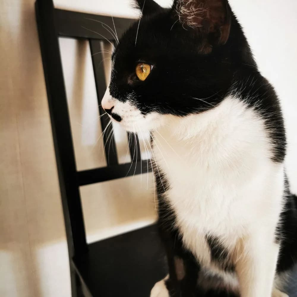 Moustache, Mixed Breed for adoption at Les Chachous de Chacha, les chachous de chacha