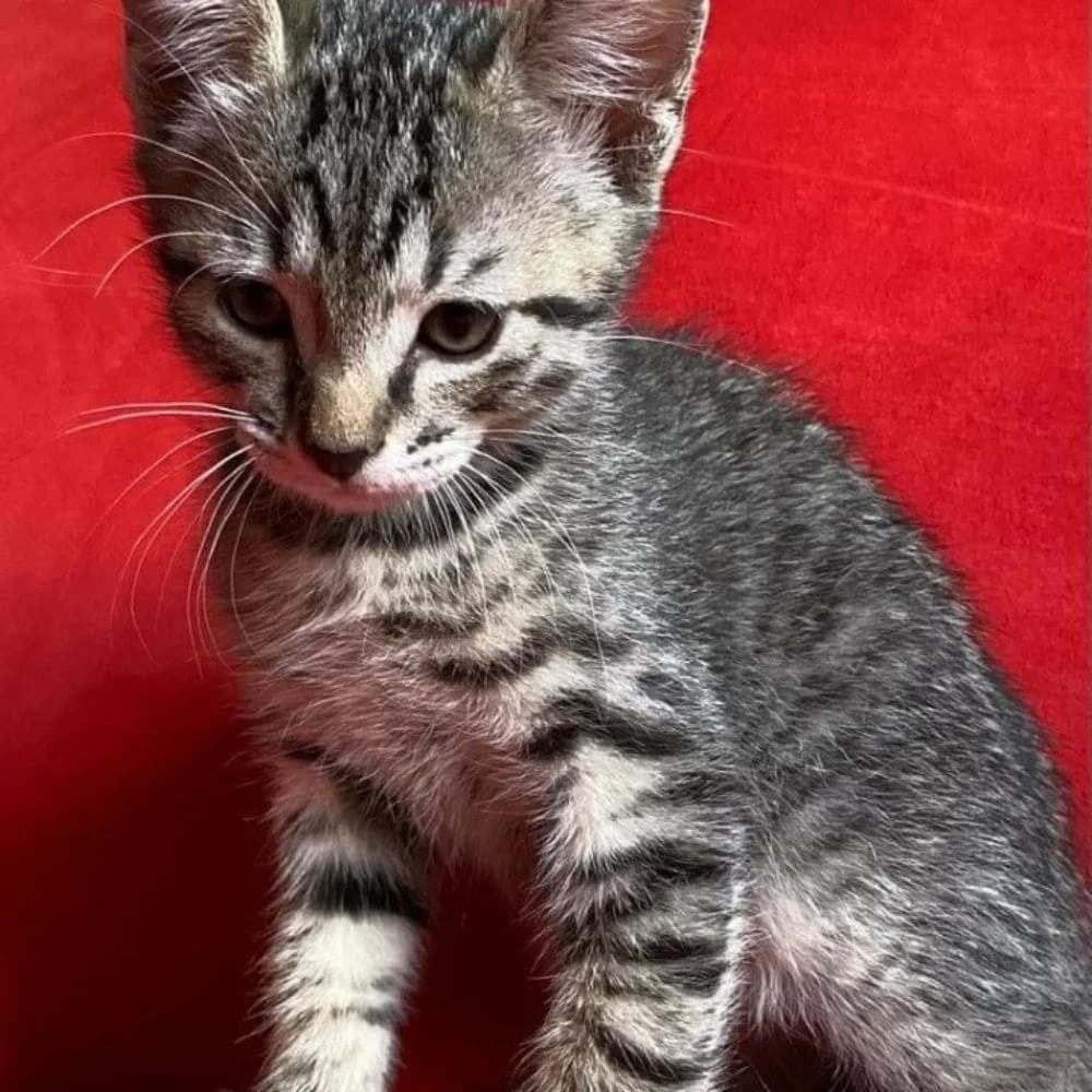 Naruto, Mixed Breed for adoption at Les Chachous de Chacha, les chachous de chacha