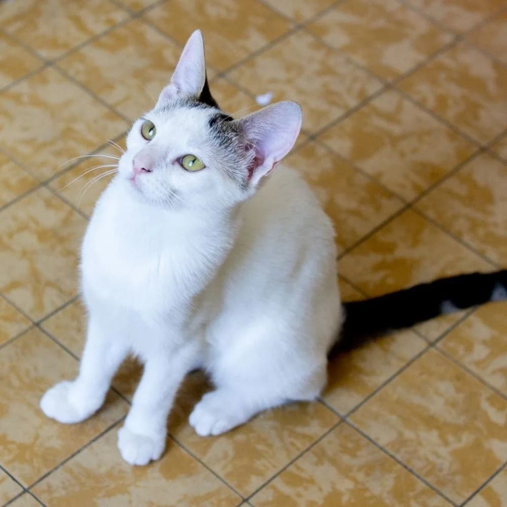 Nébula, Mixed Breed for adoption at Les Chachous de Chacha, les chachous de chacha