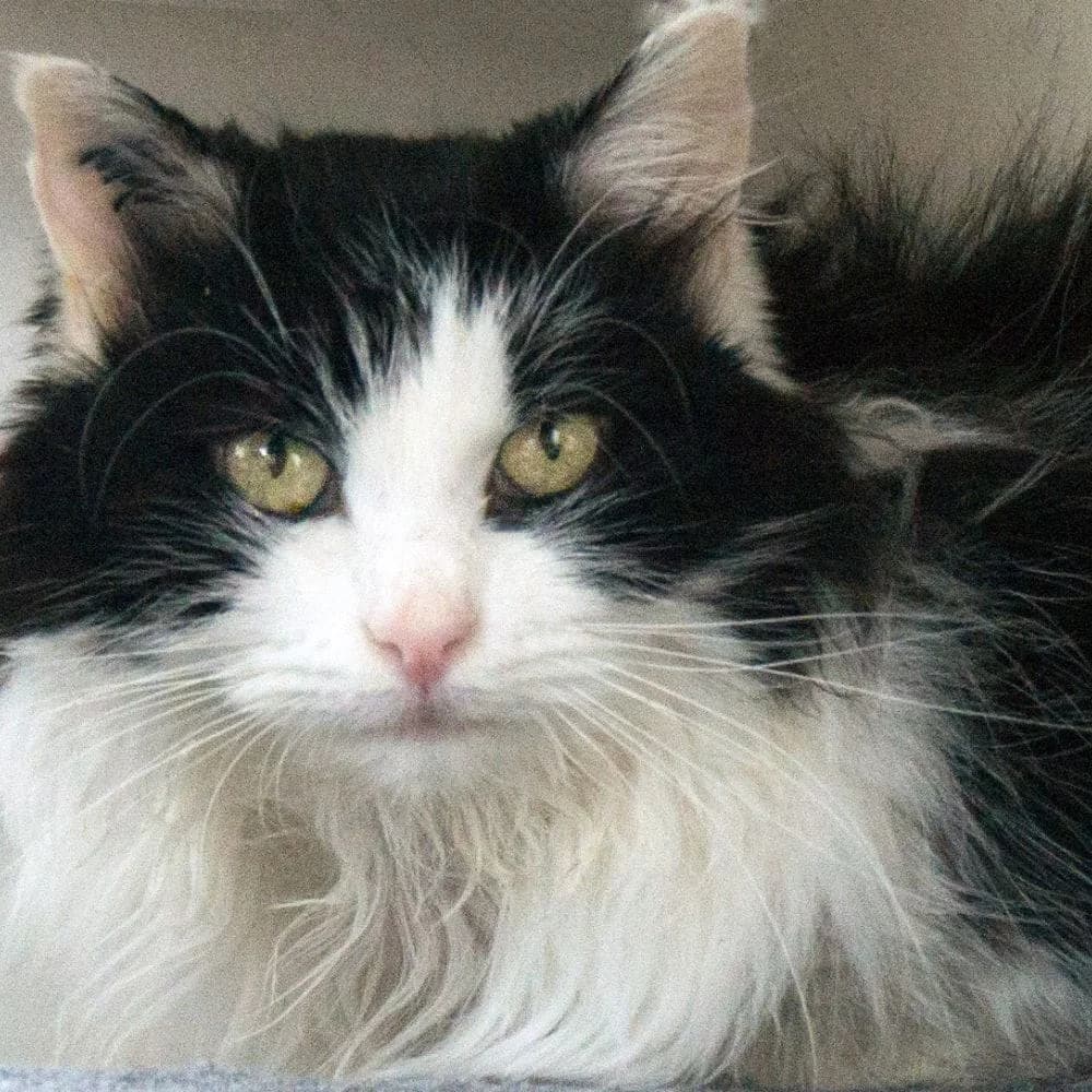 Neige, Mixed Breed for adoption at Les Chachous de Chacha, les chachous de chacha