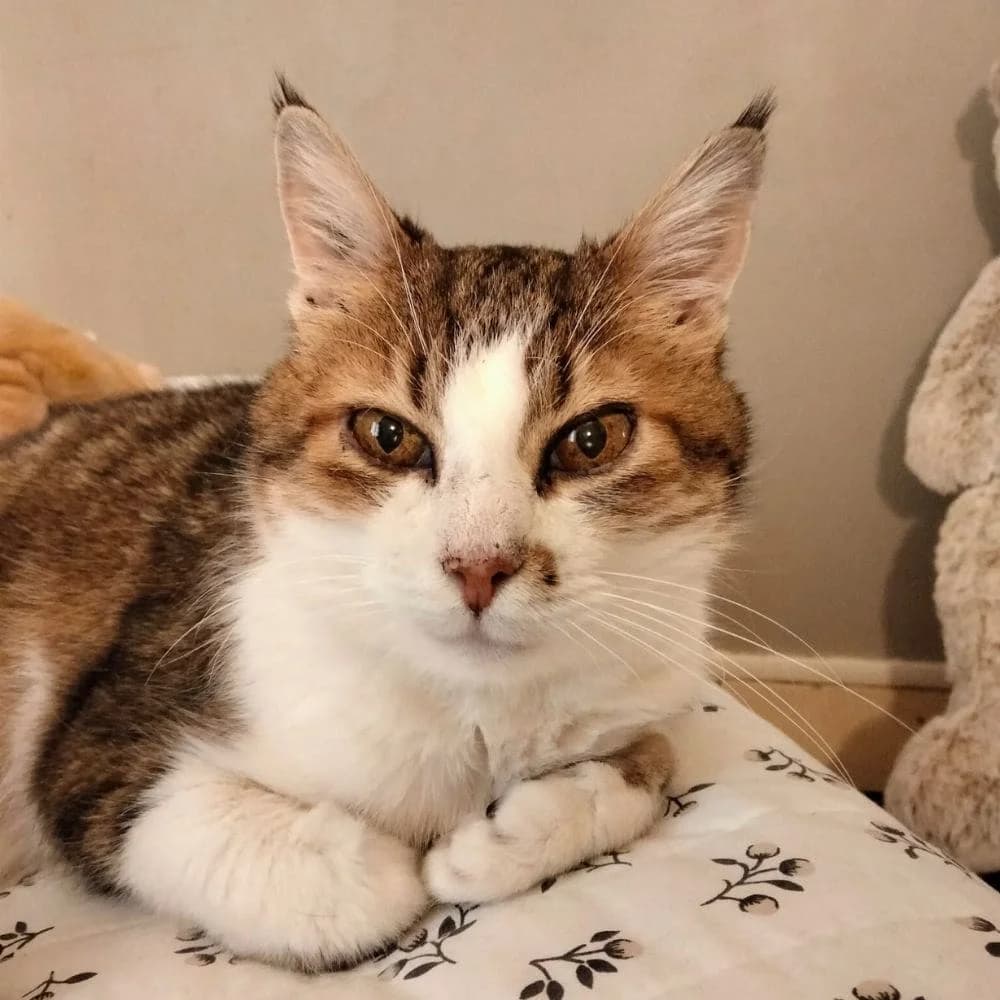 Nénette, Mixed Breed for adoption at Les Chachous de Chacha, les chachous de chacha